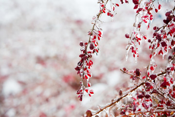 Icy branches with red berries of barberry after freezing rain