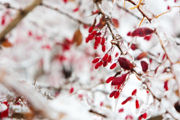 Icy branches with red berries of barberry after freezing rain