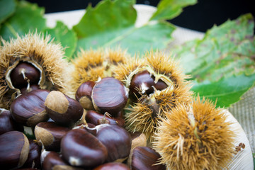 group of hedgehogs and chestnuts