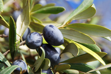 Ripe olives on branch of a tree