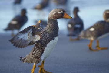 Falkland Steamer Ducks (Tachyeres brachypterus) on a sandy beach on Sea Lion Island in the Falkland Islands. 