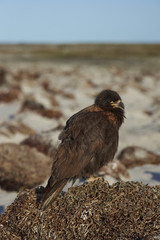 Striated Caracara (Phalcoboenus australis) on the coast of Sea Lion Island in the Falkland Islands.