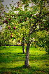 Fototapeta na wymiar Apple farm