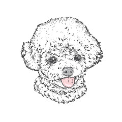 Cute poodle. Vector illustration. Fashion & Style. Beautiful dog.