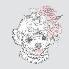 Cute poodle in a wreath of roses. Vector illustration. Fashion & Style. Purebred puppy and flowers. Beautiful dog.