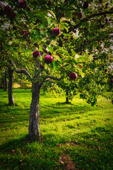 Fototapeta na wymiar Apple farm