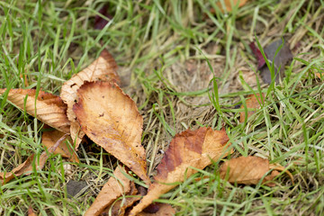 Colorful leaves on an autumn