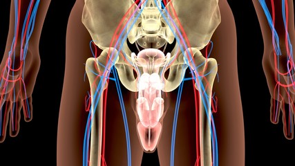 Male Genitourinary System Illustration . 3D render
