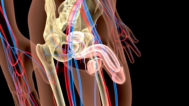 Male Genitourinary System Illustration . 3D render
