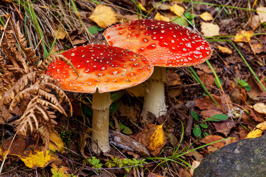 Poisonous mushrooms, red fly agarics with white spots, in the autumn forest.