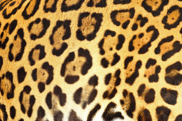 piel de jagua (Panthera onca) vivo