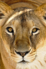 leona (Panthera leo) en cautiverio