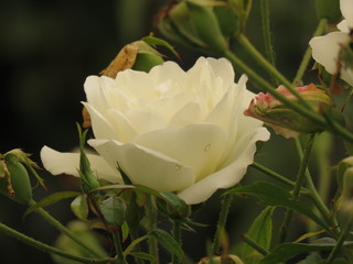 wei&szlig;e rose im garten