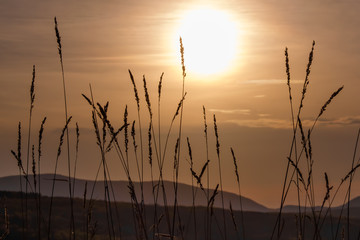 Afternoon in the Country