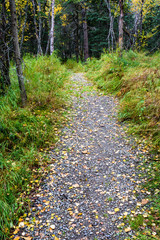 Obraz premium Gravel trail in Alaskan woods with fall color