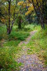 Gravel trail in Alaskan woods with fall color
