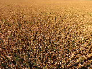 Field with ripe corn. Dry stalks of corn. View of the cornfield from above. Corn plantation, mature cobs, ready to harvest.