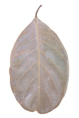 Dry leaf isolated on black background.