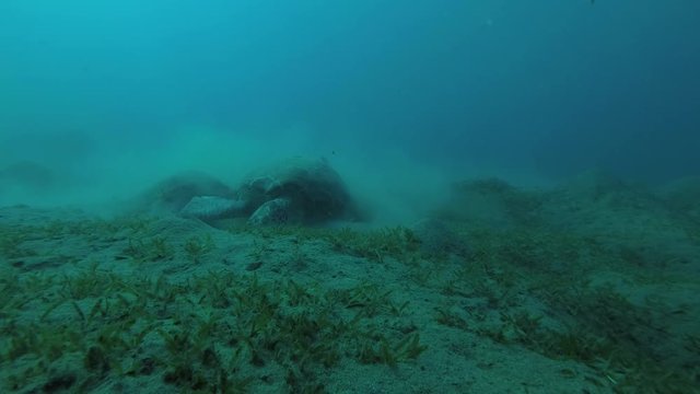 Green Sea Turtle (Chelonia mydas) with Remora fish (Echeneis naucrates) eats the sea grass on a sandy bottom, Red sea, Marsa Alam, Abu Dabab, Egypt
