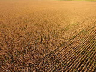 Field with ripe corn. Dry stalks of corn. View of the cornfield from above. Corn plantation, mature cobs, ready to harvest.