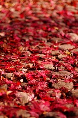 Maple leaves (Momiji)
