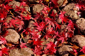 Maple leaves (Momiji)
