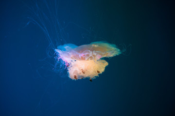 Yellow jellyfish in dark water.