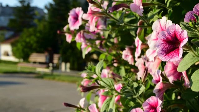 Colorful pink petunias in pot near the walking path,Novi Becej,Serbia,9th of June,2017.