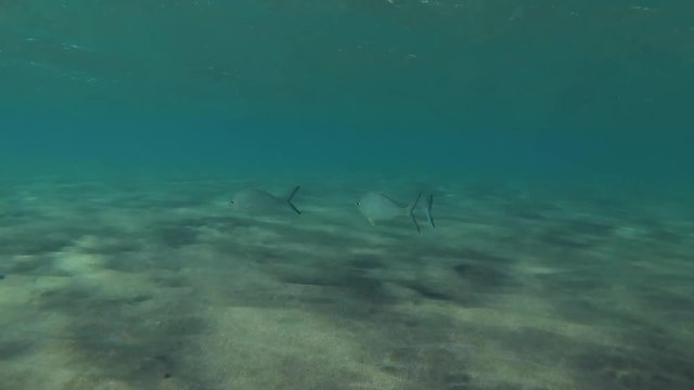Strong-spined Silver-biddy (Gerres longirostris) swims over sandy bottom, Red sea, Marsa Alam, Abu Dabab, Egypt
