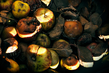 Rotting apples in crate