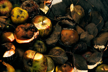Rotting apples in crate