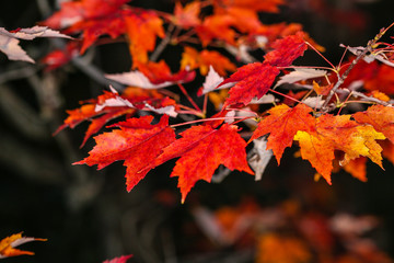 Close up of orange and red maple leaves