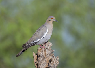 White-winged Dove