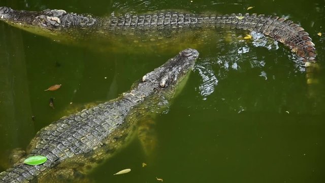 Asia freshwater crocodile swim in river amphibians animal