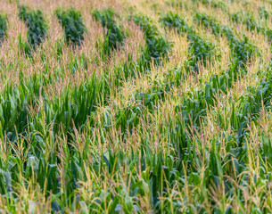 The top of rows of corn in the summer