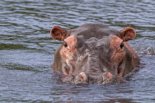 Hippopotamus on the Nile River in Uganda Africa
