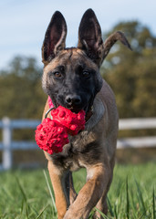 Belgian Malinois puppy
