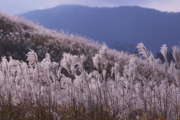 ススキに覆われた台地