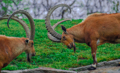 Earth Tones on a Pair of Battling Ibexes (Wild Goats) Against a Grass Field Background