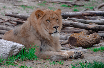 Earth Tones on a  Portrait of a  Sitting Young Lion Against a Fallen Tree and Grass Field Background