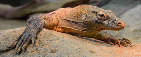 Earth Tones on a Baby Kimodo Dragon Against a Rocky Background