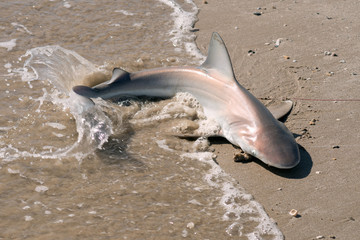 A young shark (carcharhinus) lying in the surf band beats its tail on the water. Texas, Gulf of Mexico, USA © Irina K.