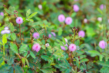 Field of Mimosa pudica flower from Thailand, Southeast Asia. It is also called sensitive, sleepy, humble, shameplant, Dormilones, touch-me-not, or shy plant.