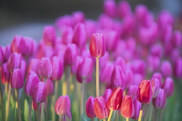 チューリップ花壇のボス