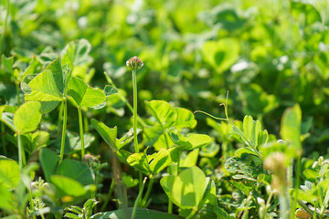 tender green and sky