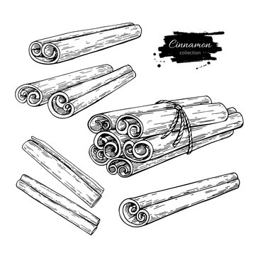 Cinnamon stick and tied bunch set. Vector drawing. Hand drawn sketch.