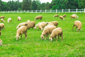 Sheep farming