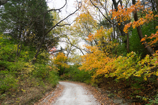 Gravel road with fall leaves and trees