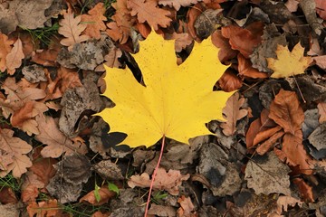 Obraz premium yellow maple leaf