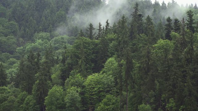 Water cycle -  fog drip sublimination Effects on climate Evaporation In Summer Forest.The transformation of water from liquid to gas phases as it moves into the overlying atmosphere.